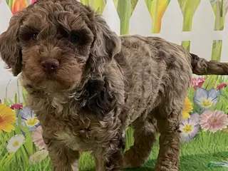 Miniature Labradoodle dogs for sale: Roxy - Ad 2
