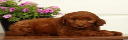 Mini Goldendoodle dogs for sale: Holly - Ad 7