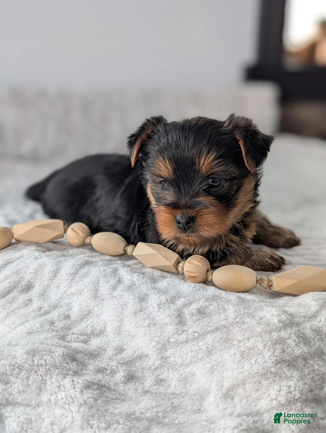 Yorkshire Terrier dogs for sale: Princess  - Ad 2