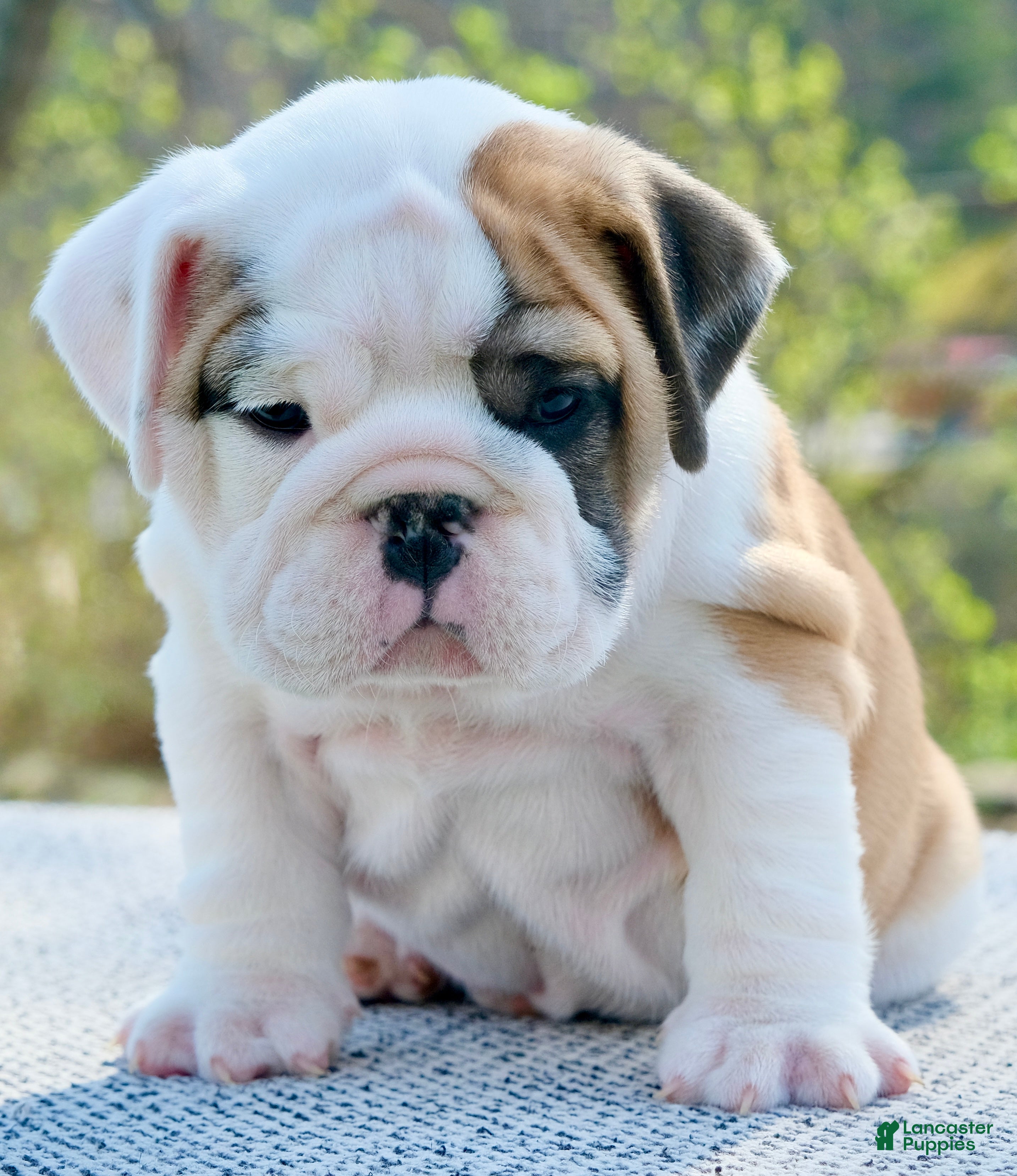 English Bulldog dogs George - Ad 1