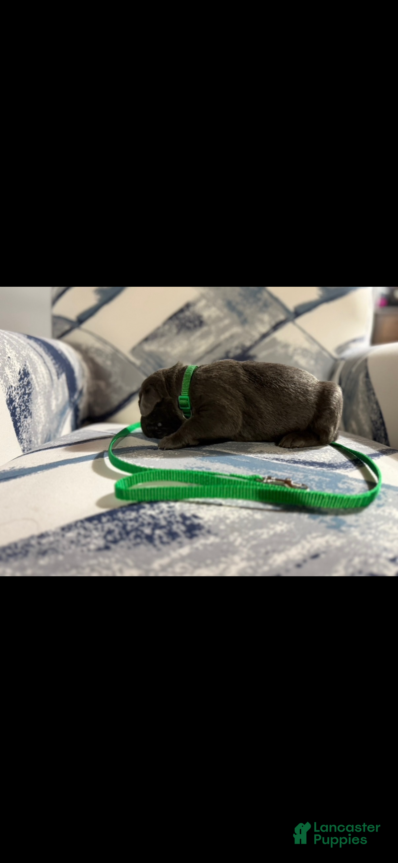 Cane Corso dogs Cane Corso Puppy 2 - Ad 19