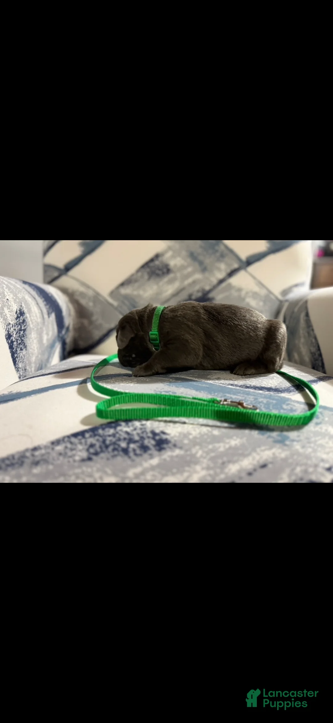 Cane Corso dogs for sale: Cane Corso Puppy 2 - Ad 1