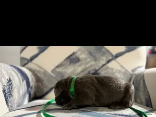 Cane Corso dogs Cane Corso Puppy 2 - Ad 19