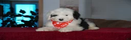 Sheepadoodle dogs for sale: Ollie - Ad 2