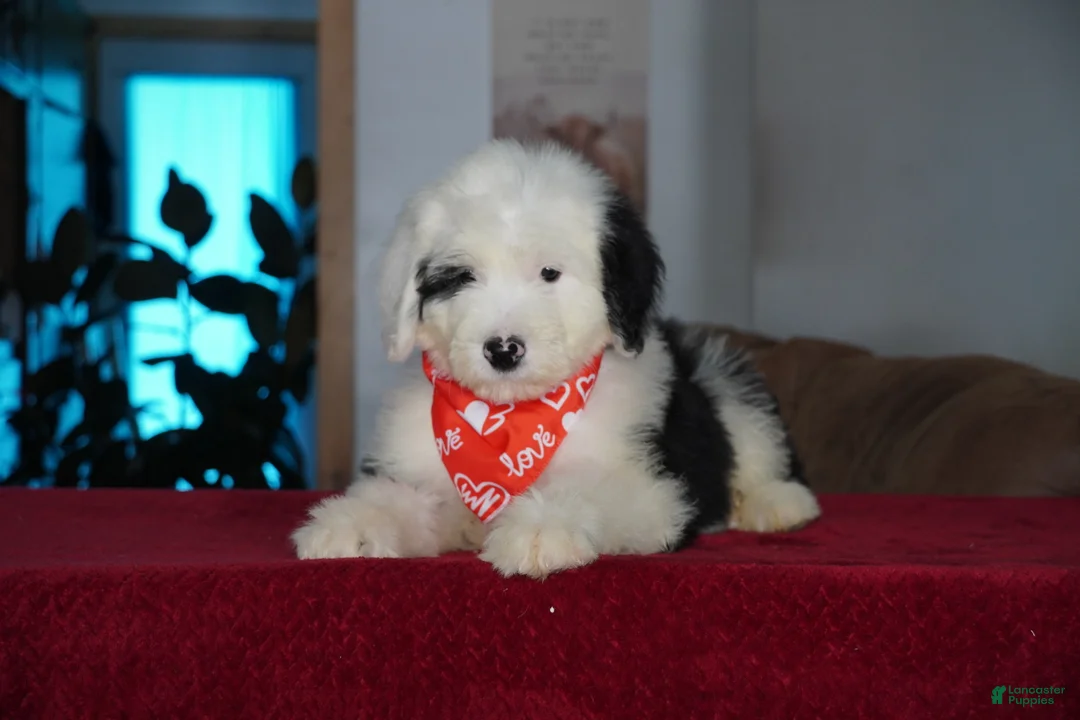 Sheepadoodle dogs for sale: Ollie - Ad 2