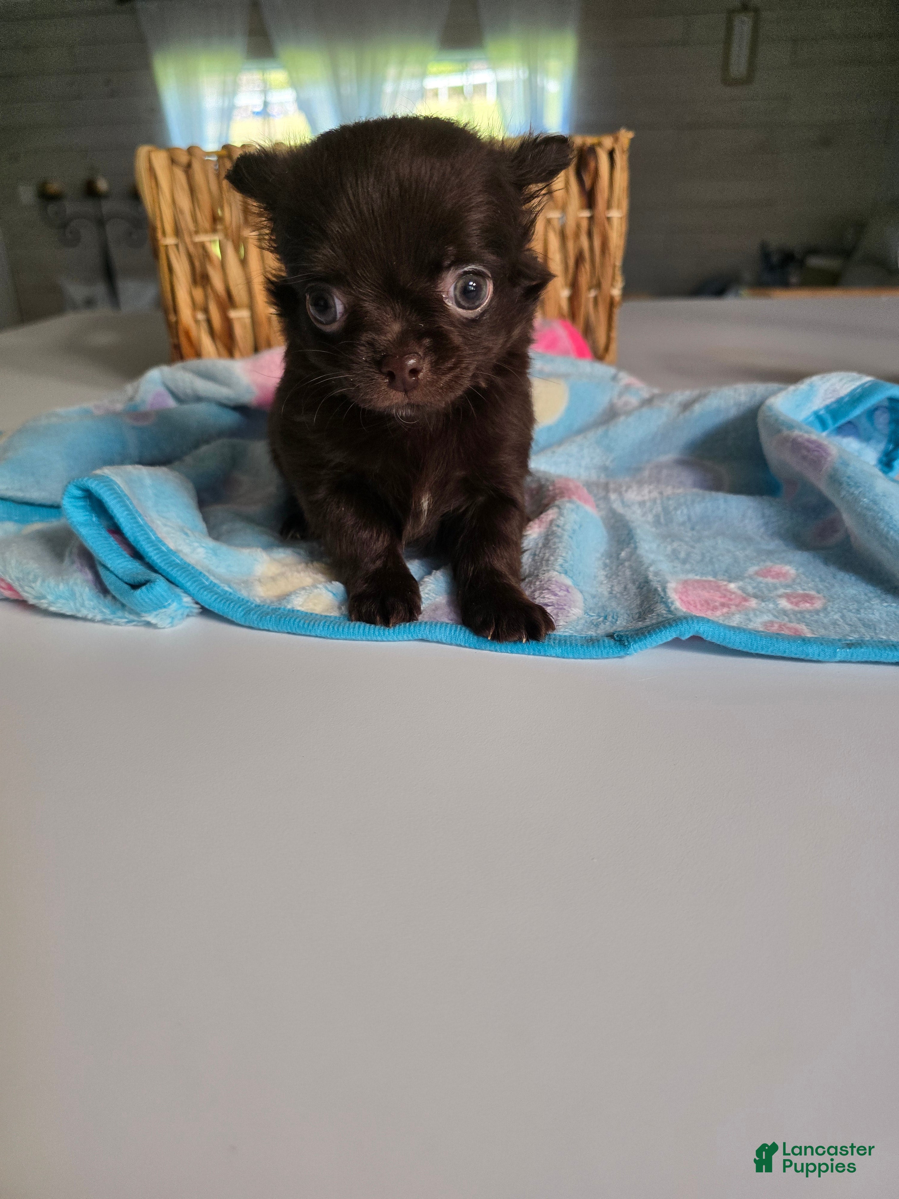 Chihuahua dogs jake - Ad 42