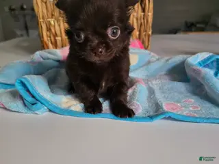 Chihuahua dogs jake - Ad 39