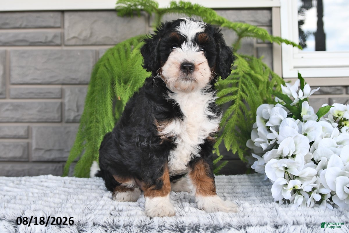 Mini Bernedoodle dogs Jasper - Ad 1