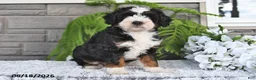 Mini Bernedoodle dogs for sale: Jasper - Ad 1