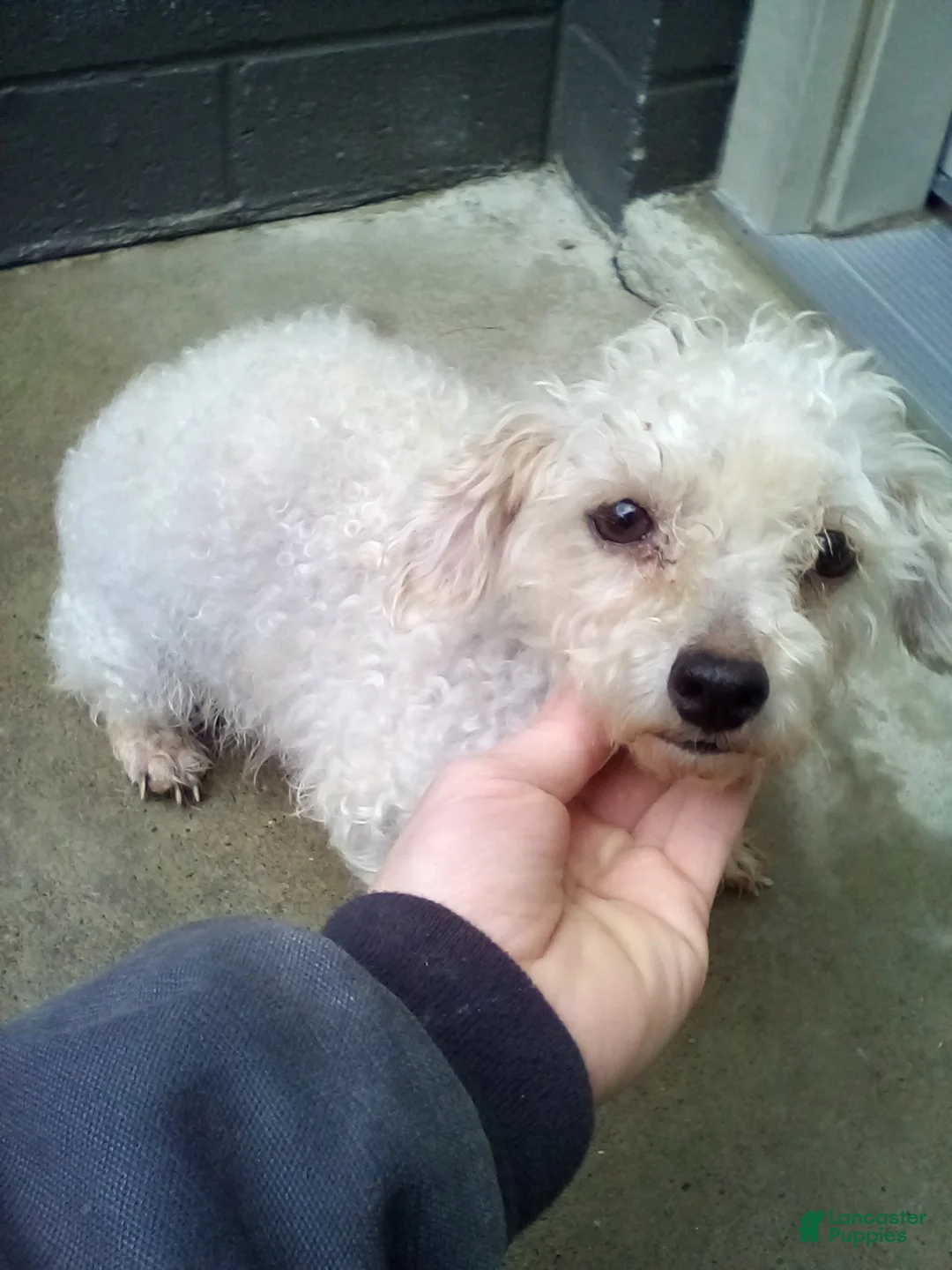 Yorkiepoo dogs for sale: Cara  - Ad 25