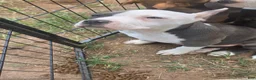American Bully dogs for sale: Pocket Bully female 1 - Ad 2