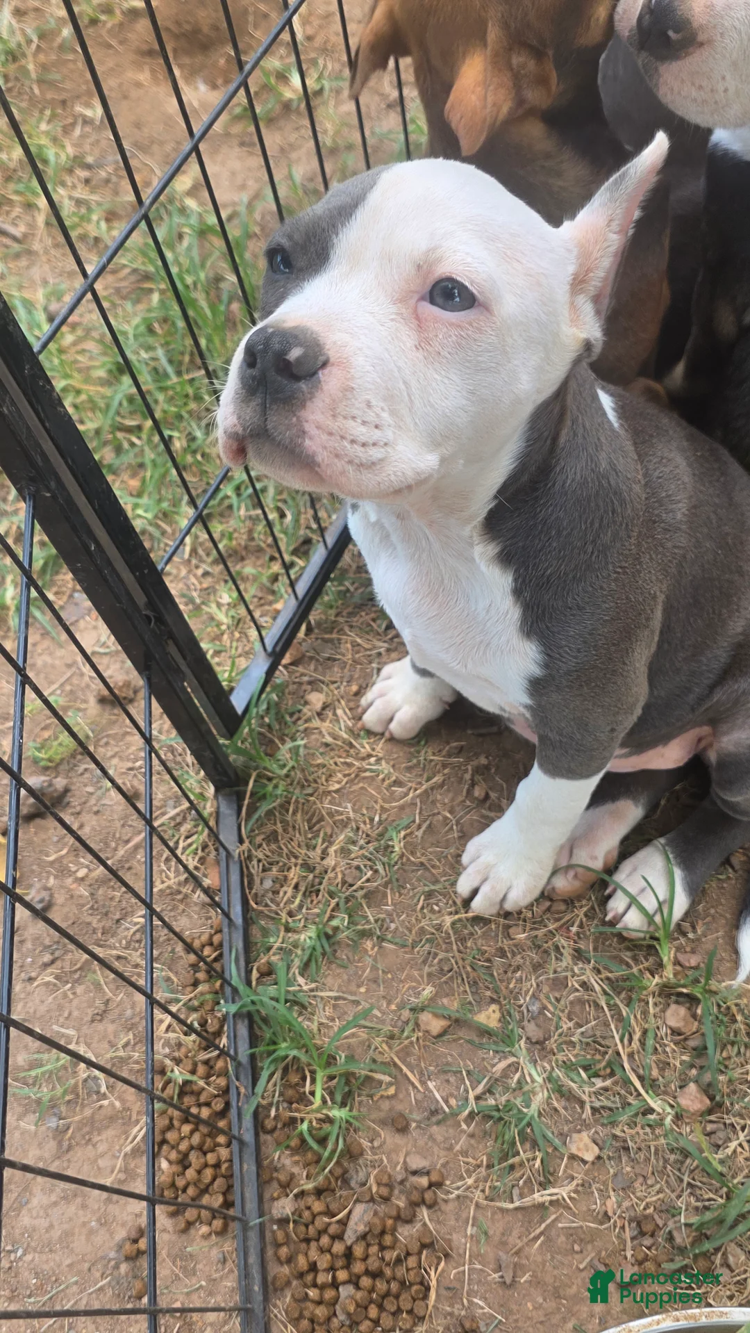 American Bully dogs for sale: Pocket Bully female 1 - Ad 2