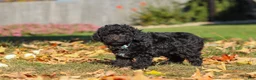 Miniature Poodle dogs for sale: Ringo🐾🐶 - Ad 4