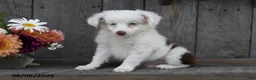 Aussiedoodle dogs for sale: Theo - Ad 4