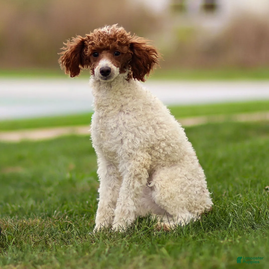 Toy Poodle dogs for sale: Ruby Belle - Ad 14