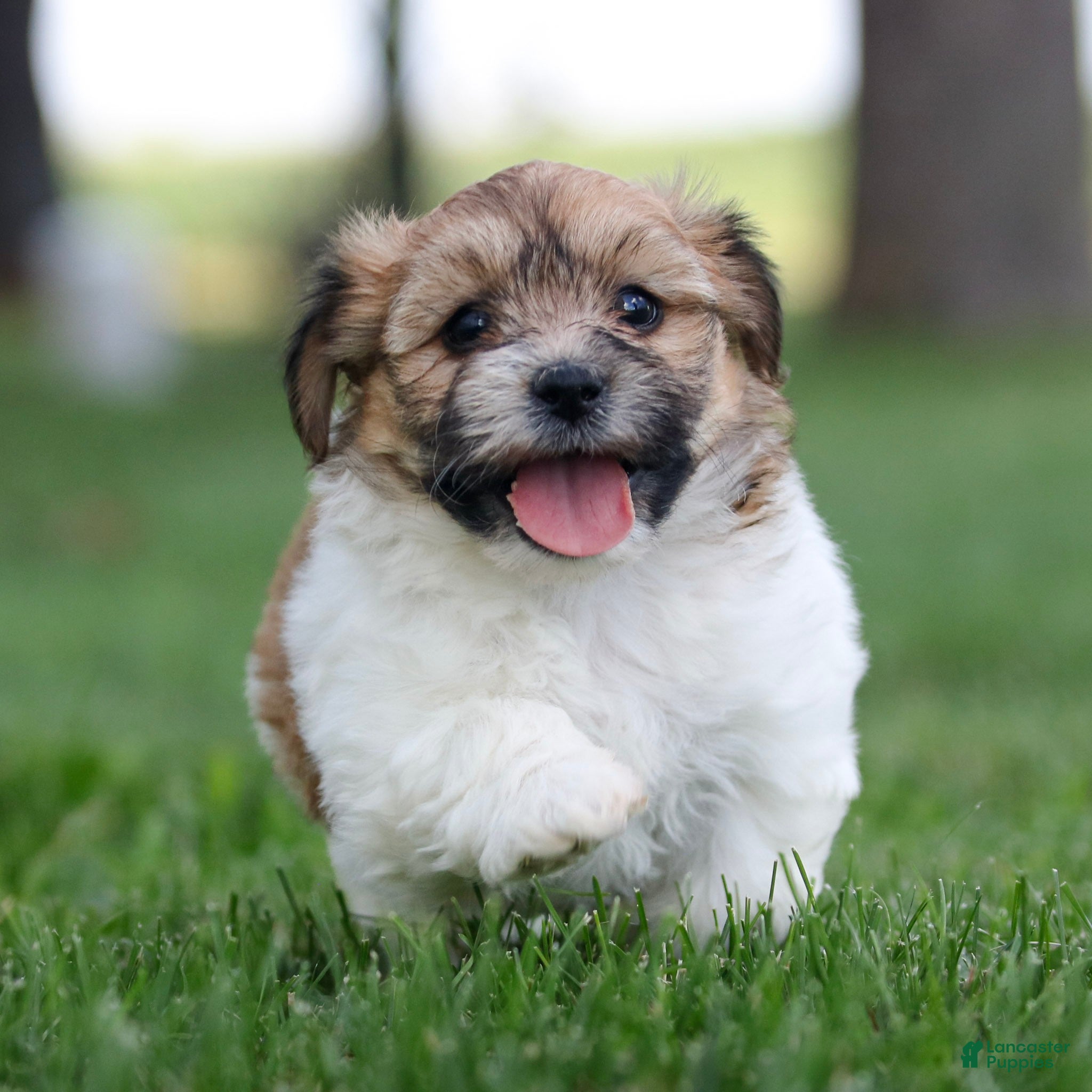 Teddy Bear dogs Chad Teddy Bear  - Ad 1