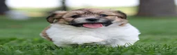 Teddy Bear dogs for sale: Chad Teddy Bear  - Ad 7