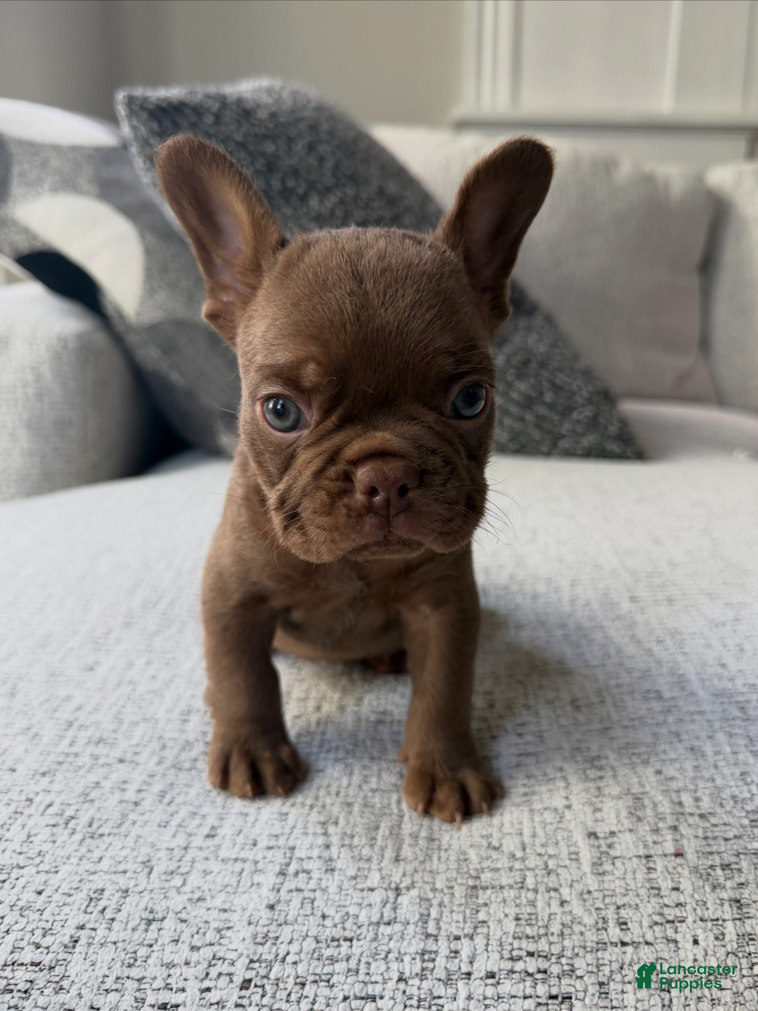 French Bulldog dogs French Bulldog 1 - Ad 5
