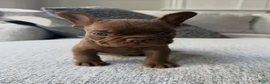 French Bulldog 1