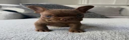 French Bulldog dogs for sale: French Bulldog 1 - Ad 1