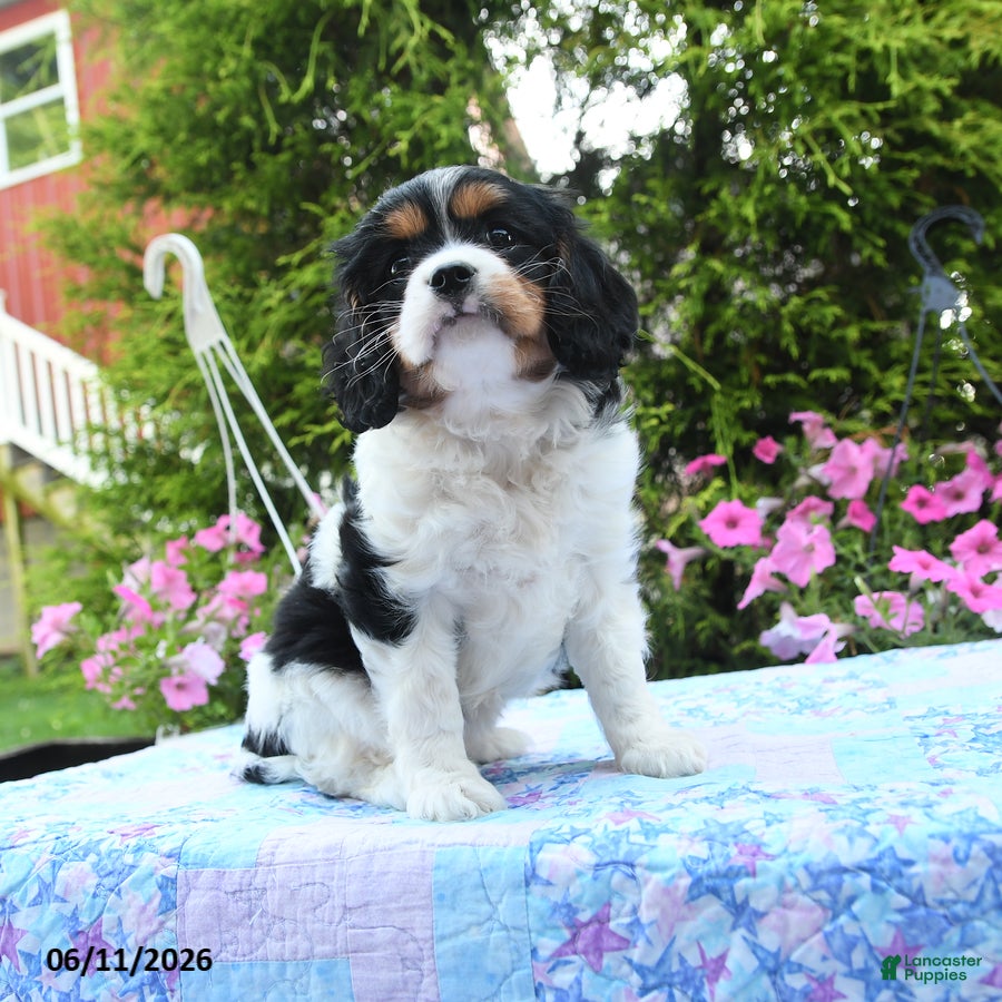 Cavalier King Charles Spaniel dogs for sale: Athena - Ad 3