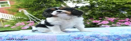 Cavalier King Charles Spaniel dogs for sale: Athena - Ad 1
