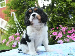 Cavalier King Charles Spaniel dogs for sale: Athena - Ad 3
