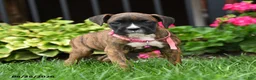 Boxer dogs for sale: Hunter - Ad 3
