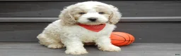 Cockapoo dogs for sale: Ollie - Ad 2