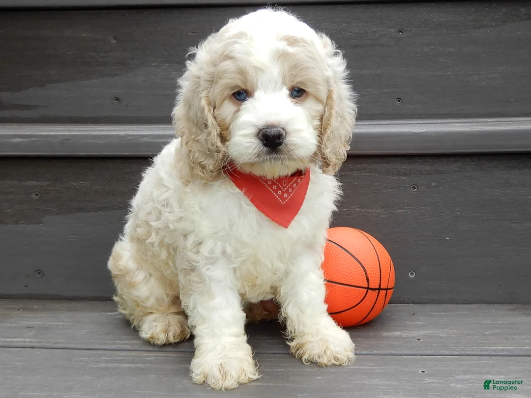 Cockapoo dogs for sale: Ollie - Ad 2