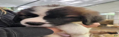 Saint Bernard 6  Gary