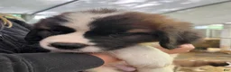 Saint Bernard dogs for sale: Saint Bernard 6  Gary - Ad 1
