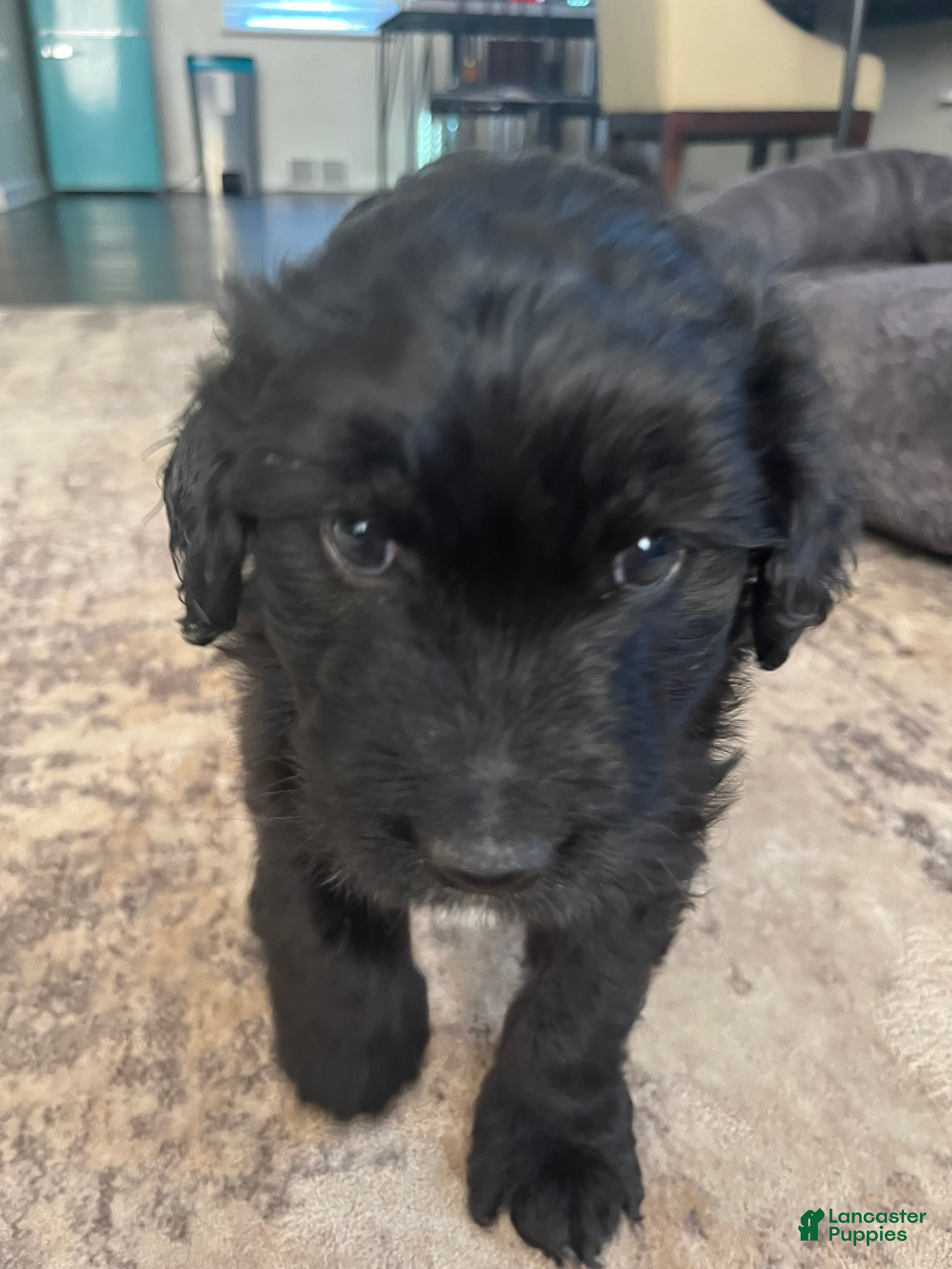 Aussiedoodle dogs Tiny - Ad 21