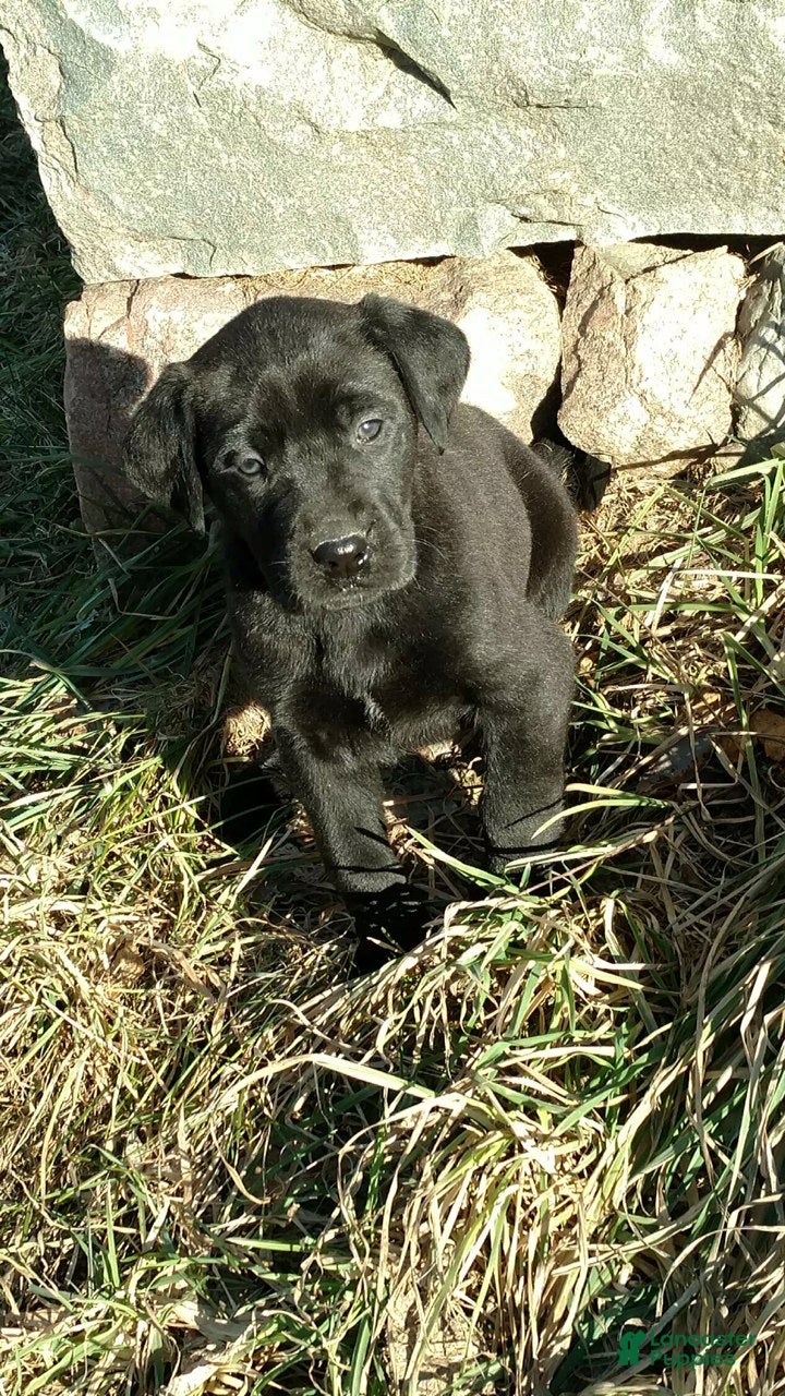 Labrador Retriever dogs Labrador Retriever Puppy 5 - Ad 39