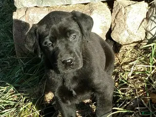 Labrador Retriever dogs Labrador Retriever Puppy 5 - Ad 39