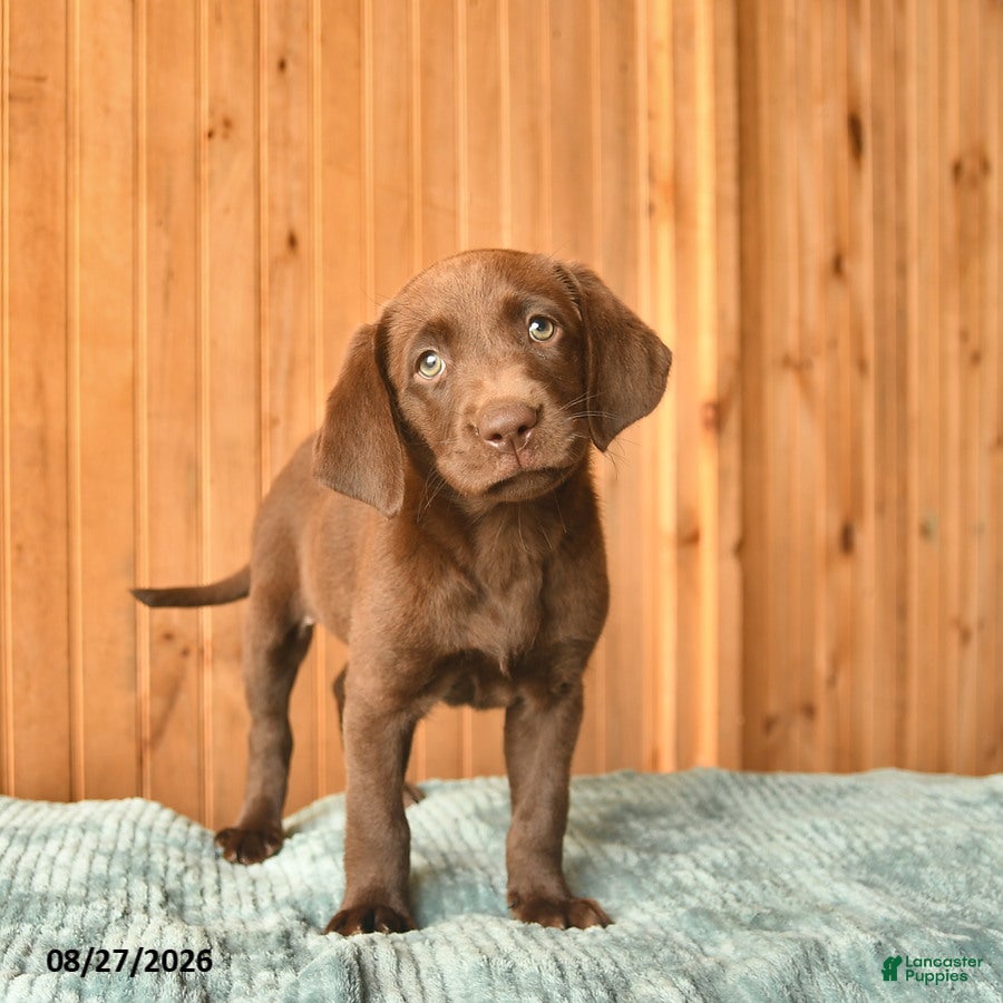 Labrador Retriever dogs Ginger  - Ad 1