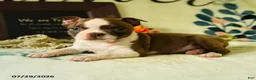 Boston Terrier dogs for sale: Zeus - Ad 4