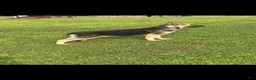 Gerberian Shepsky dogs for sale: Gerberian Shepsky 2 - Ad 4
