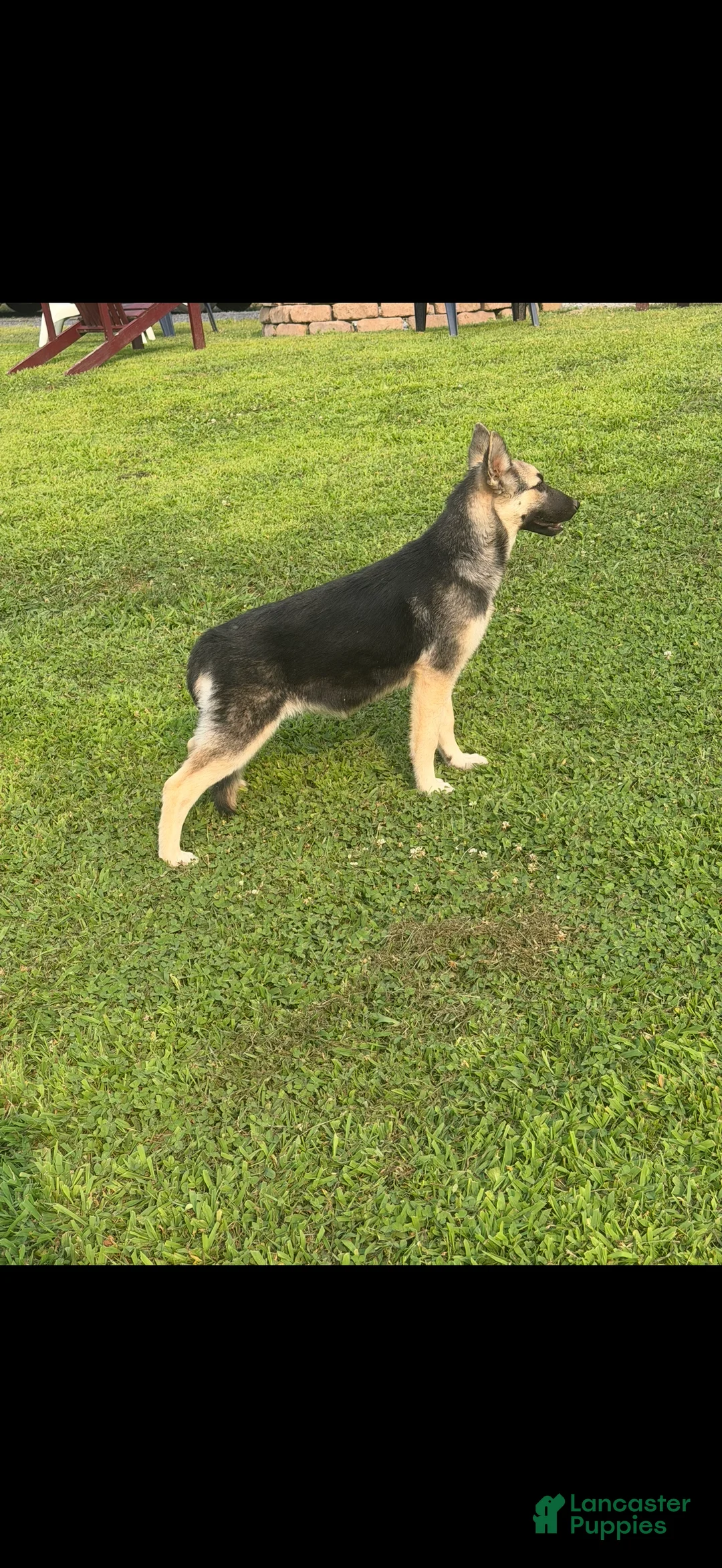 Gerberian Shepsky dogs for sale: Kash - Ad 14