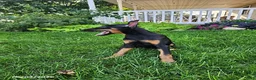 Doberman Pinscher dogs for sale: Kayla - Ad 4