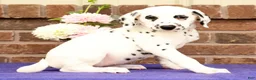 Dalmatian dogs for sale: Dora - Ad 7