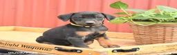 Doberman Pinscher dogs for sale: Rocket - Ad 3