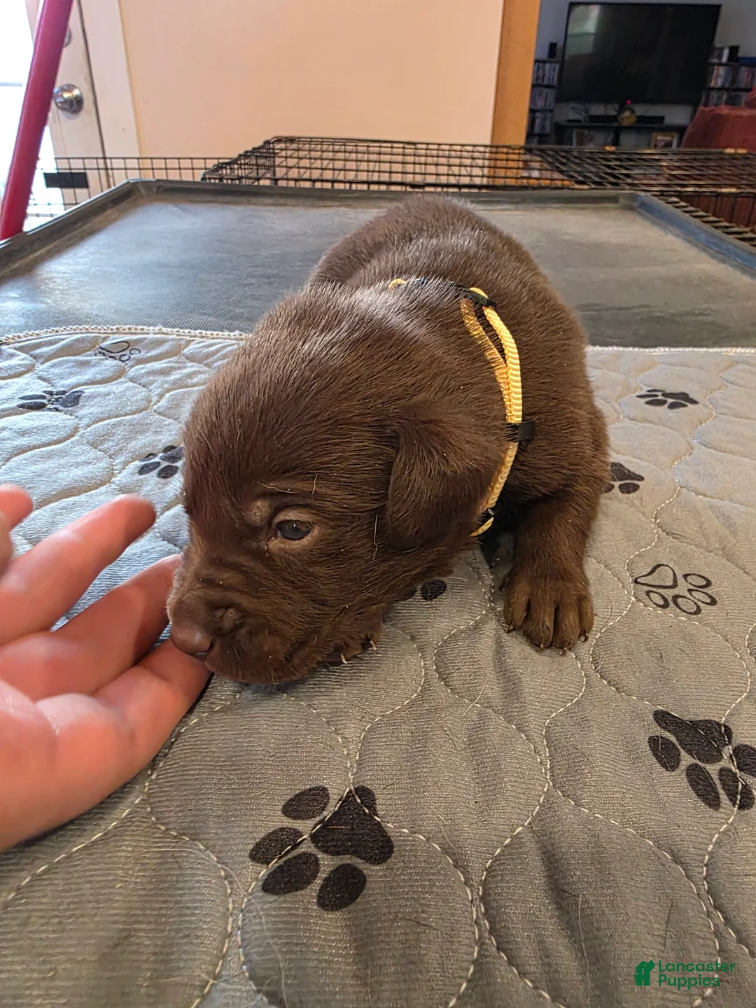 Labrador Retriever dogs for sale: L-yellow  - Ad 1