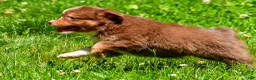 Miniature Australian Shepherd dogs for sale: Fallon - Ad 7