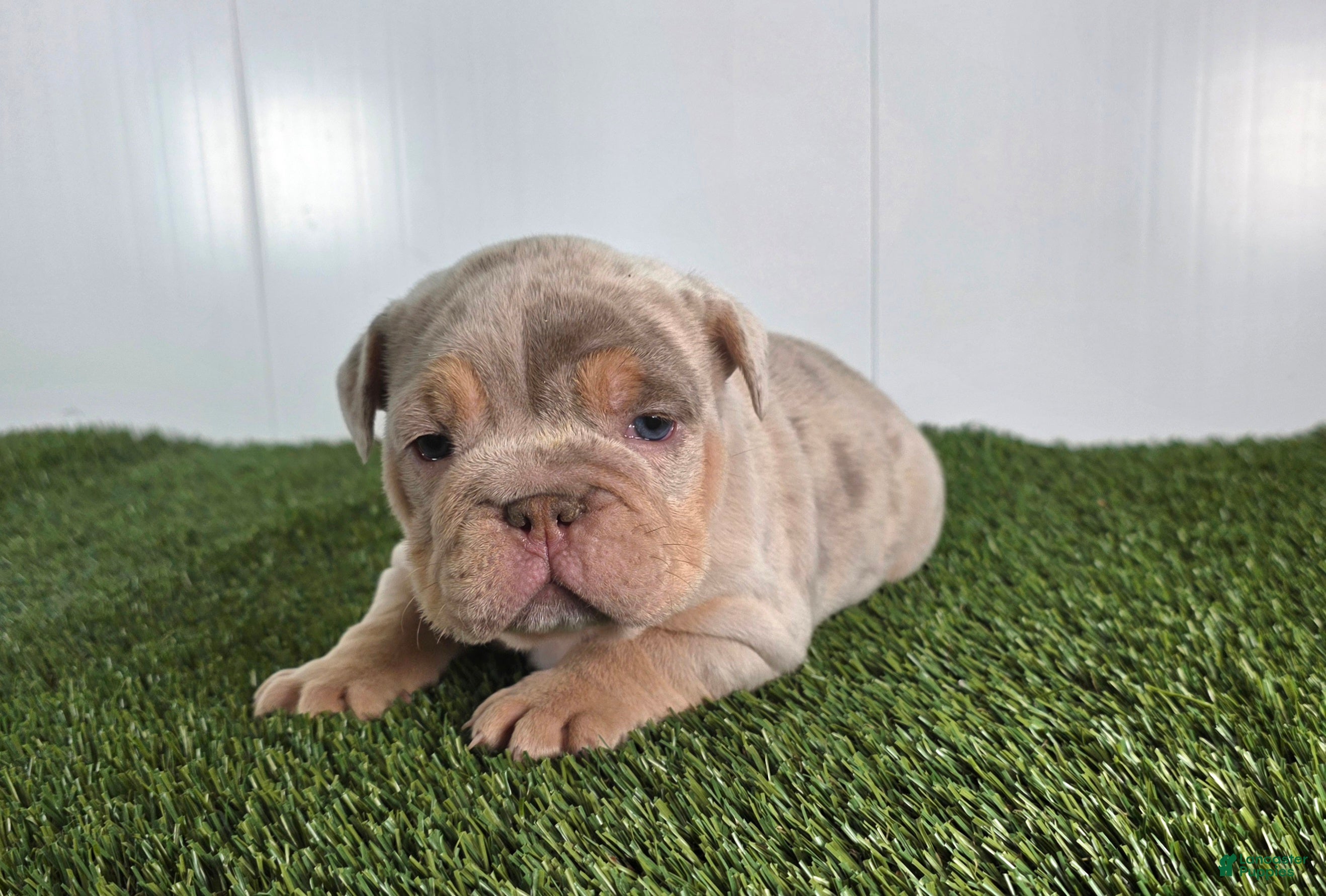Olde English Bulldogge dogs Stella - Ad 20