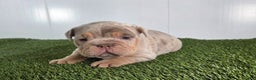 Olde English Bulldogge dogs for sale: Stella - Ad 1