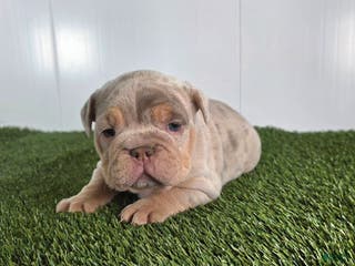 Olde English Bulldogge dogs Stella - Ad 20