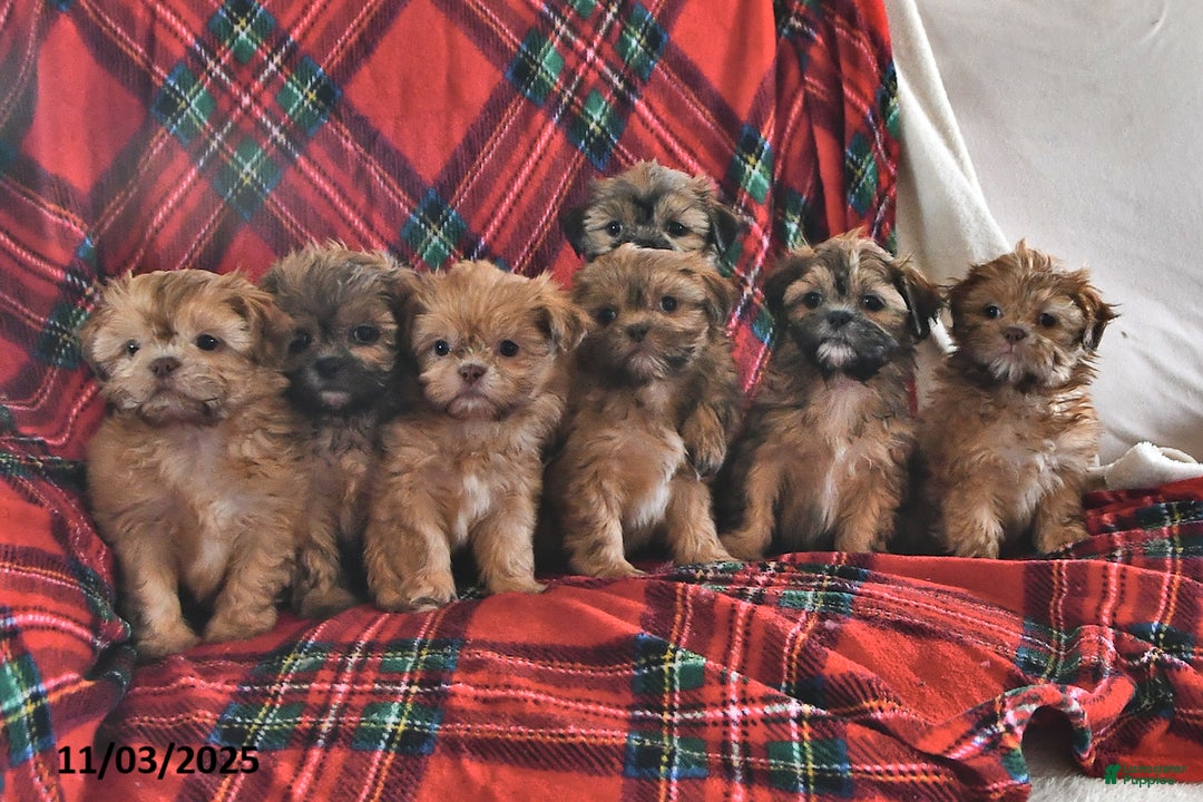 Teddy Bear dogs for sale: Rose  - Ad 5