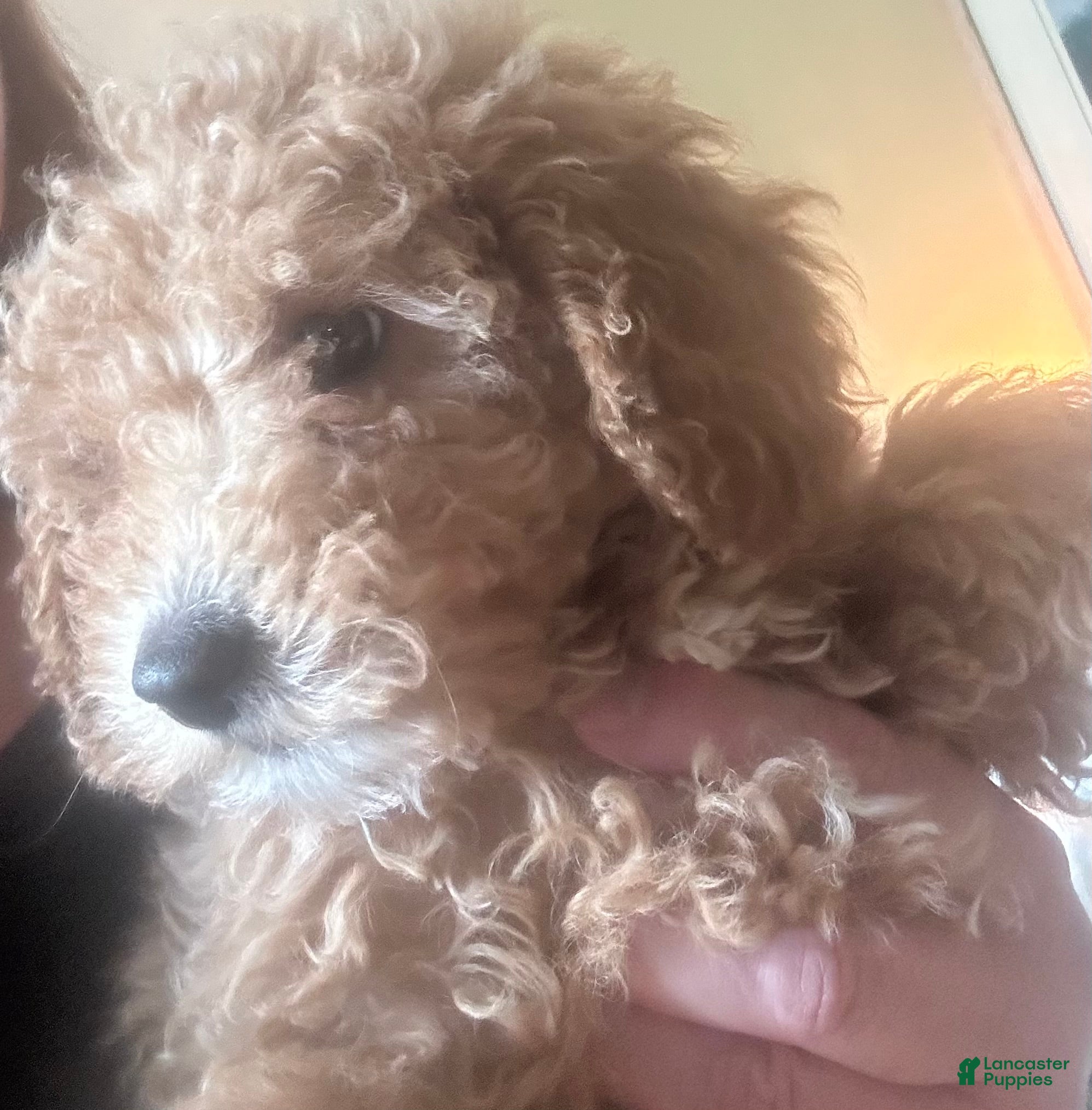 Mini Goldendoodle dogs Mini Goldendoodle Puppy 1 - Ad 2