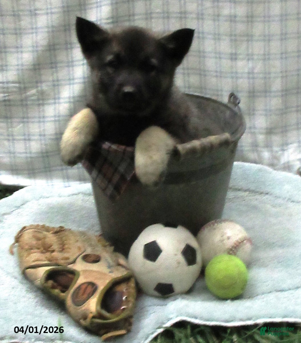 Norwegian Elkhound dogs Colby - Ad 1